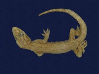 藏品(蝎虎)的圖片